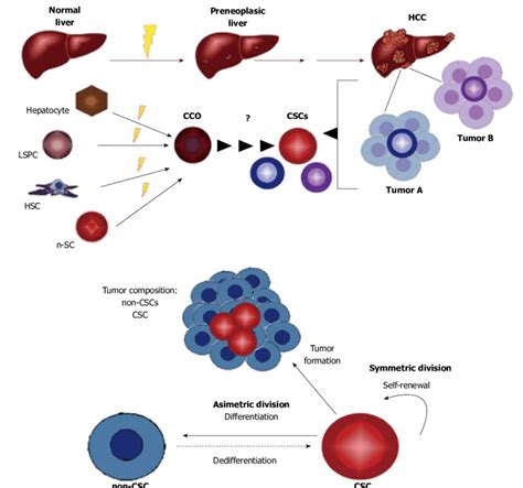 stem cell for liver cancer